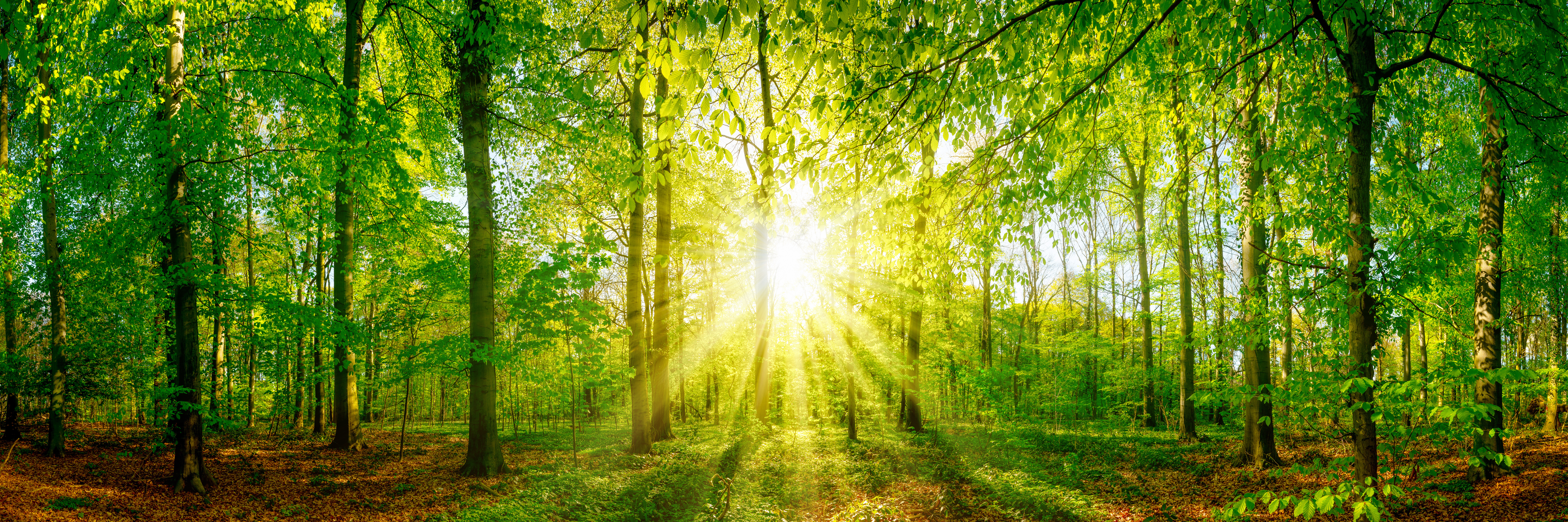 Company 会社概要